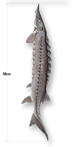ersketai-50cm